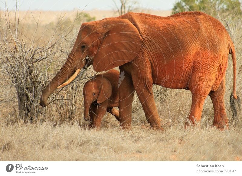 Mother and Son Nature Plant Animal Sand Drought Grass Bushes Africa Desert Savannah Kenya National Park Steppe Farm animal Wild animal Animal face Elephant