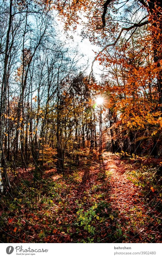 Bright autumn falling leaves Sunlight Contrast Light Exterior shot Colour photo Footpath pretty Fantastic Forest Bushes Leaf Tree Plant Autumn Landscape Nature