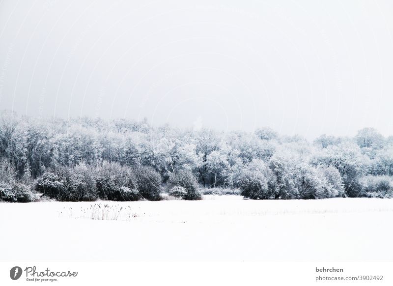 Winter wonderland Snow layer idyllically Dreamily pretty Snowscape Winter walk Winter's day Winter mood Winter forest Mysterious Fabulous Enchanted forest