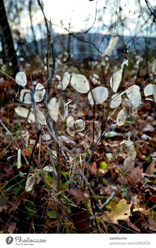 silver leaf Branch Relaxation holidays Garden Grass Autumn Sky Cold allotment Garden allotments Deserted Nature Plant tranquillity Garden plot shrub Copy Space