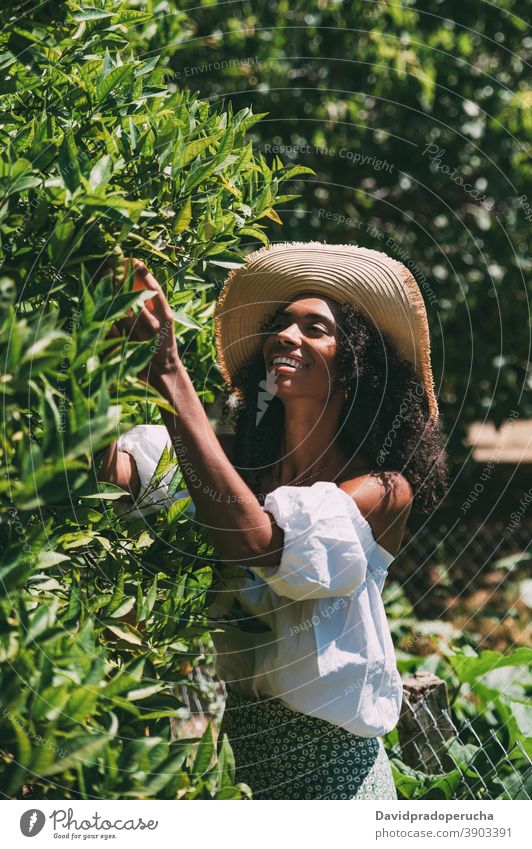 Happy woman picking orange fruit in garden summer reach out happy fresh sunny nature enjoy cheerful young female african american black ethnic smile spain