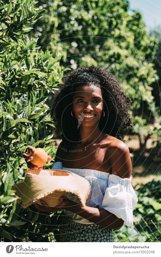 Happy woman picking orange fruit in garden summer reach out happy fresh sunny nature enjoy cheerful young female african american black ethnic smile spain