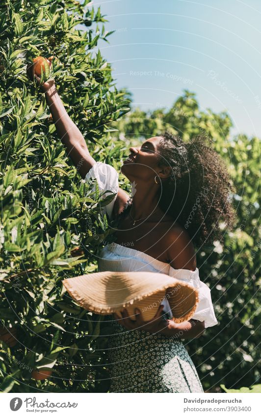 Happy woman picking orange fruit in garden summer reach out happy fresh sunny nature enjoy cheerful young female african american black ethnic smile spain