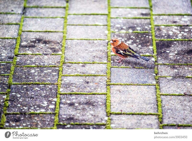 food?! Animal face Grand piano Cute Nature Exceptional Exotic Fantastic feathers Wild animal Bird pretty Small Finch Beak Light Day Deserted Close-up