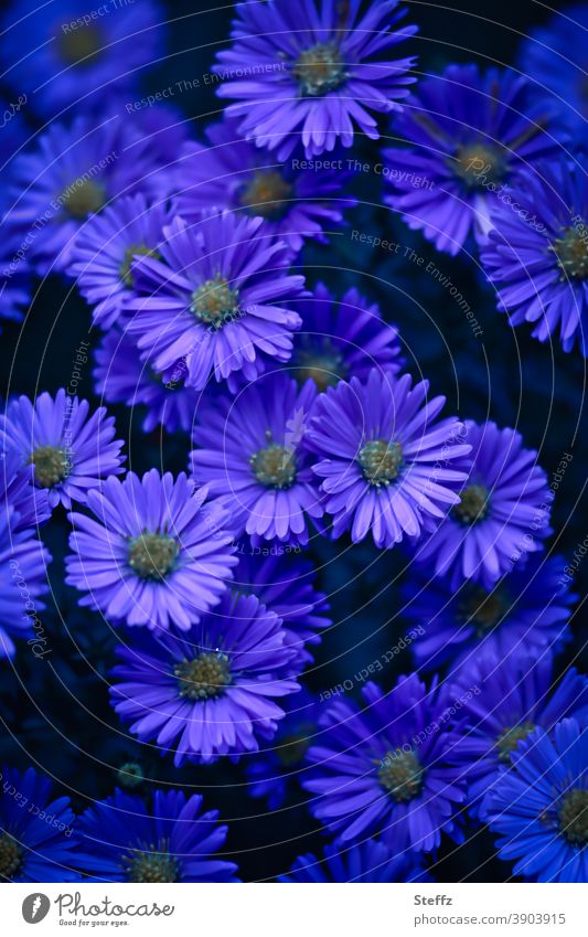 purple mood for the autumn autumn asters Aster Violet autumn flowers autumn bloomer deep violet purple flowers purple petals blooming autumn flowers