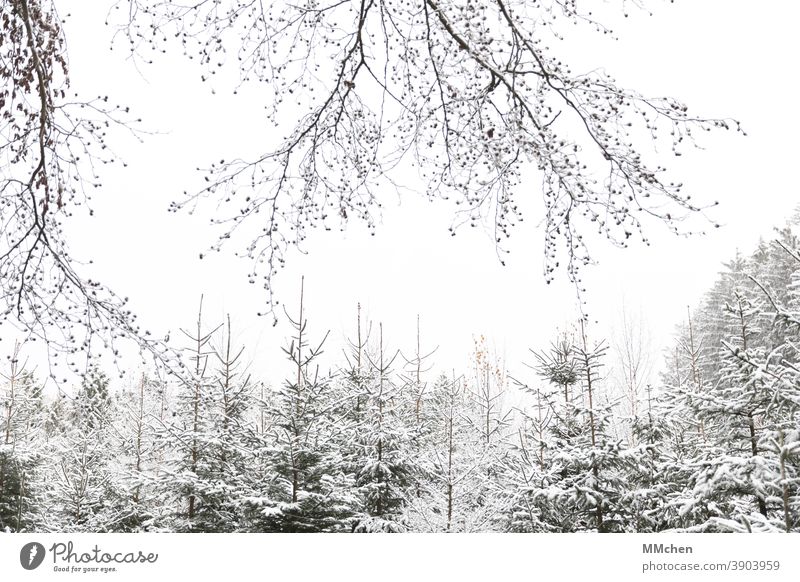 Snow-covered conifers in the forest Forest Christmas & Advent fir tree Coniferous trees Winter Fir tree White Cold Christmassy Tradition Spruce Plantation