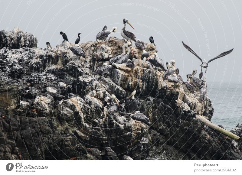 Group of brown pelicans -- Pelecanus occidentalis -- standing on a rock. bird sea edge feather nature wildlife coastline outdoors isolated animalsinthewild