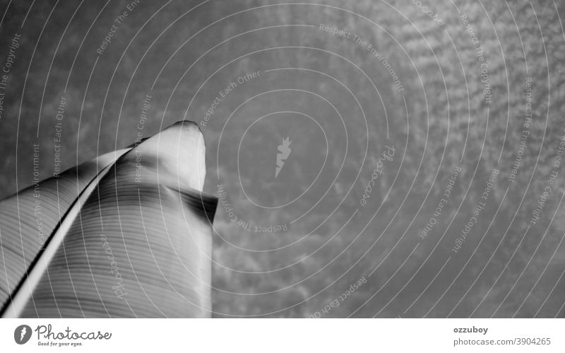 banana leaf againts the sky Banana Banana leaves Leaf Sky Close-up Detail Plant Nature Day Esthetic black and white Art Abstract Neutral Background Clouds