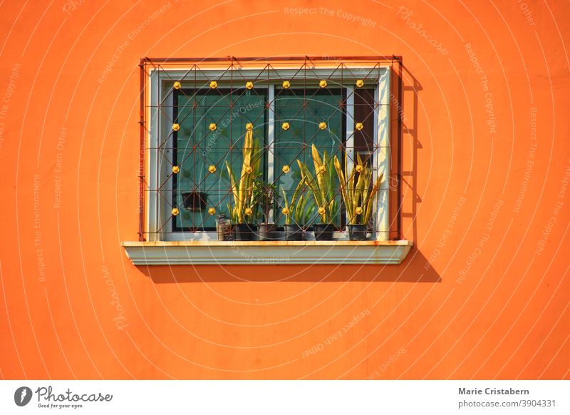 Minimalist photo of a window on an orange colored wall minimalist architecture window on orange wall plant on a window summer color minimalist background urban