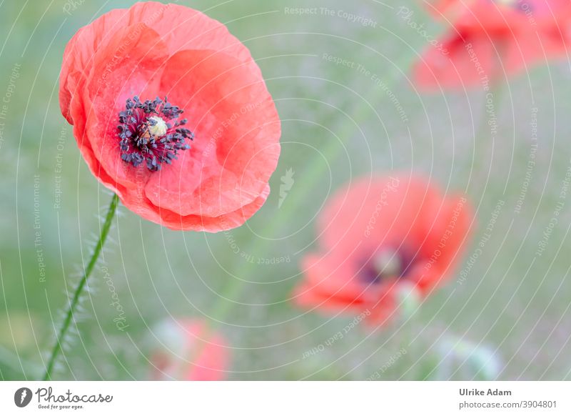 Mo(h)ntag --- poppy blossoms Shallow depth of field blurriness Copy Space middle Copy Space bottom Copy Space top Deserted Macro (Extreme close-up) Detail