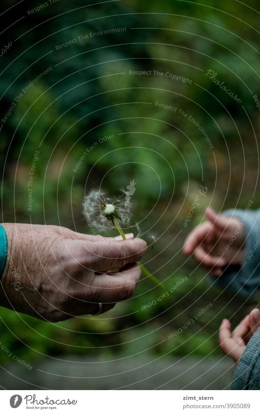 Granny and grandson with dandelion Old Hand Hand with age spots little hand Children`s hand Generations Inter-generation contract detachment proximity corona