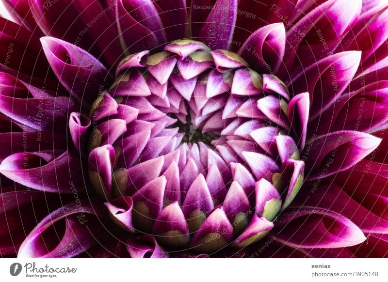 Dahlia in purple dahlia Blossom Flower flora Violet xenias Plant pretty Summer Blossoming Detail