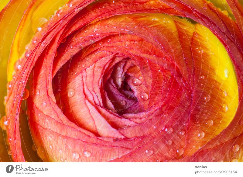 colour combination / macro shot of a red - yellow ranunculus with water drops Buttercup Blossom Flower Red Orange Spring Plant Yellow xenias Drops of water