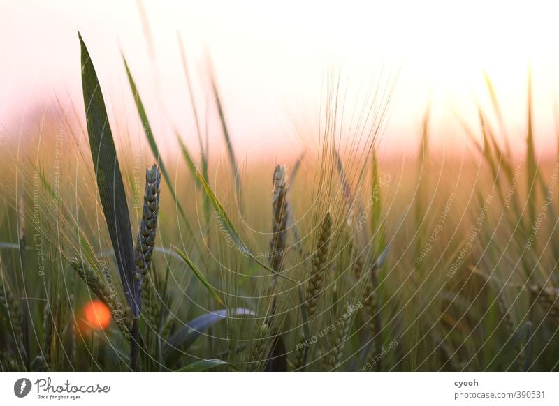 pink horizon Nature Horizon Summer Beautiful weather Warmth Plant Agricultural crop Field Touch Movement Relaxation Illuminate Growth Fresh Bright Juicy Soft