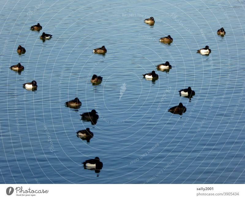 winter siesta with the ducks.... Duck Sleep Lake tranquillity Many group Family Siesta Relaxation Animal Break Fatigue birds waterfowls Water Calm Pond