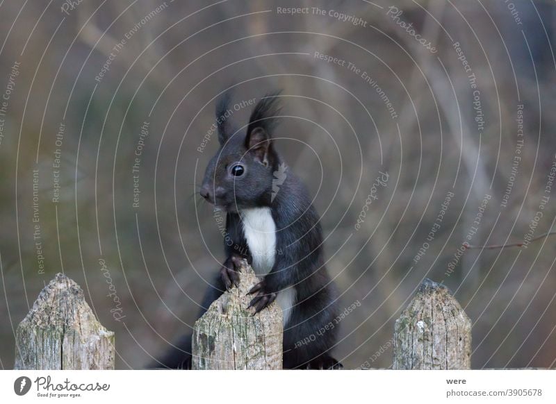 European brown squirrel in winter coat looking over the fence Background Sciurus vulgaris animal branch branches copy space cuddly cuddly soft cute