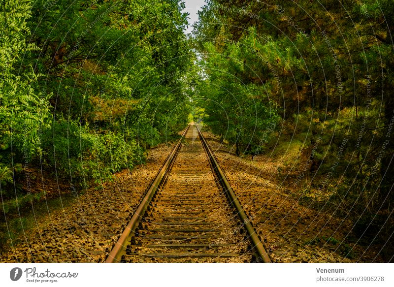 old unused railroad tracks in the vicinity of Luckenwalde Track track bed rails railroad rail iron rust railway sleepers Forest woods tree trees Black an White