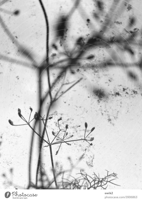 lesser herb Dill Agricultural crop Plant Nature Environment Dry Many Fragile Transience Close-up Macro (Extreme close-up) Detail Structures and shapes Deserted