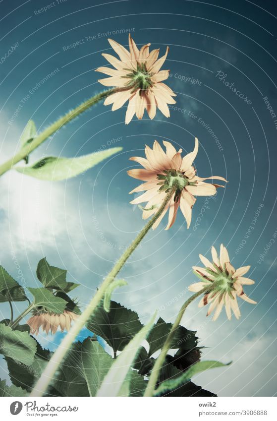 Flora from below Garden Flower Blossom Blossoming Sky Deserted Nature Colour photo Plant Growth Contrast Environment Copy Space left view from below Summer