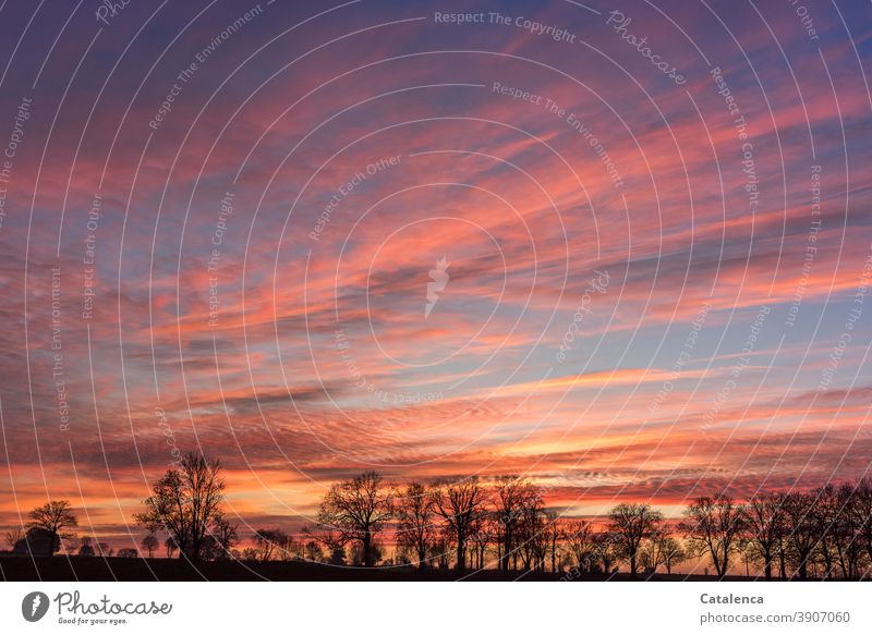 The silhouettes of the trees on the horizon stand out against the winter evening sky Nature flora Silhouette plants Winter Sky Beautiful weather Horizon Clouds