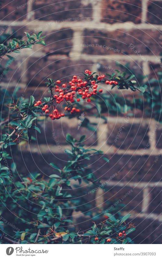 Autumn berries and an old wall Burning bush Autumn Berries garden wall Wall (barrier) red berries bricks Berry bush Wall (building) demarcation autumn garden