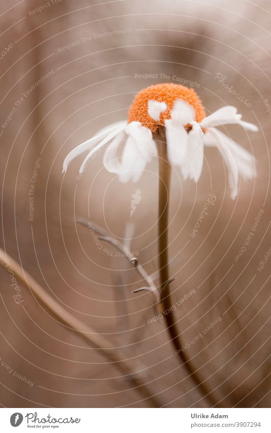 Last blossom in autumn flowers Flower Blossom Marguerite Neutral background White mourning card Autumn Summer Lonely Elegant Nature Garden Soft floral Close-up