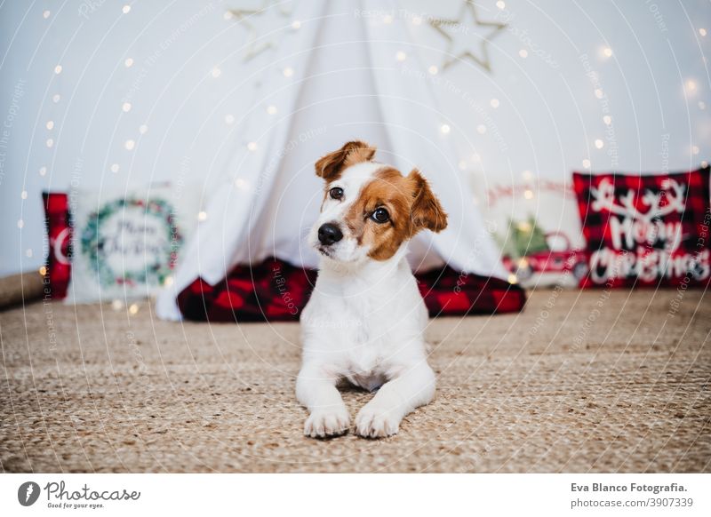 cute jack russell dog at home standing with Christmas decoration. Christmas time christmas teepee december adoption indoor pet studio red santa present