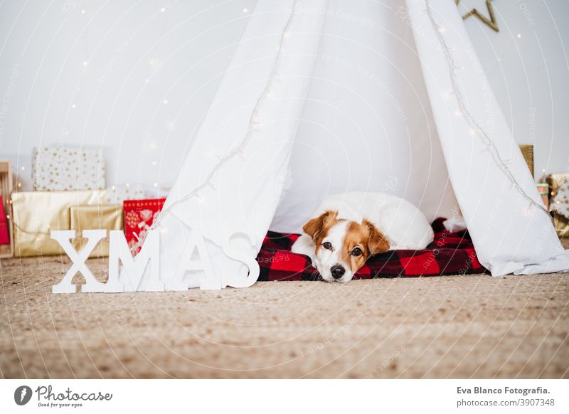 cute jack russell dog at home standing with Christmas decoration. Christmas time christmas teepee december adoption indoor pet studio red santa present