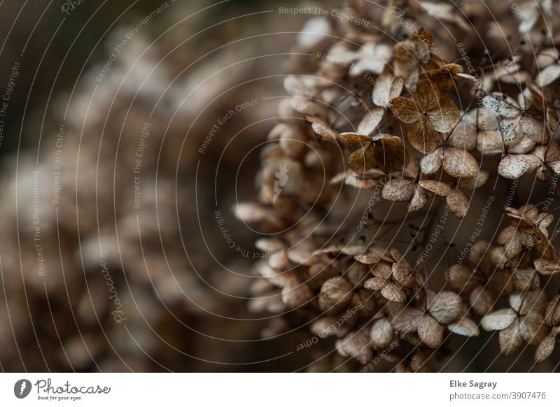 hydrangea sieve flower, dried up, withered and still beautiful Nature Hydrangea Plant Exterior shot Shallow depth of field Colour photo Deserted Blossom