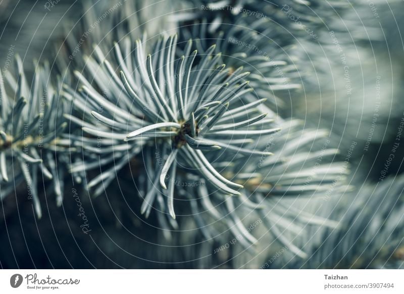 Blue spruce background. Needles on the branches close-up. Soft focus . New Year concept blue decoration decorative detail evergreen fir nature closeup