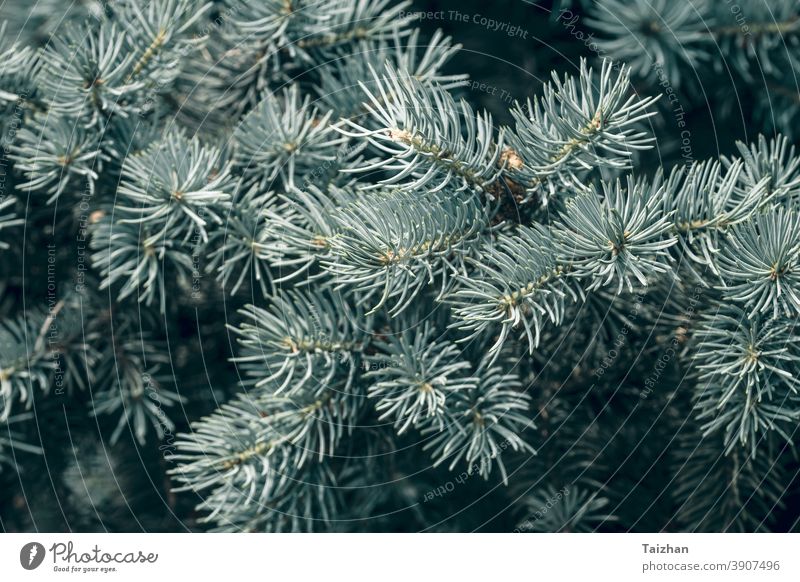 Needles on the branches close-up. natural background branch blue spruce decoration decorative detail evergreen fir nature closeup coniferous environment flora