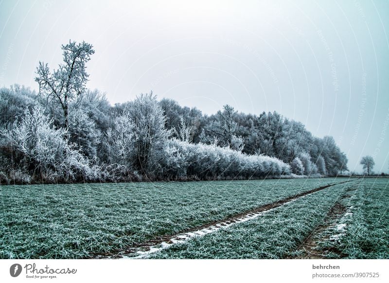 ...and then was winter Winter forest Winter mood Home country acre Agriculture Winter walk Winter's day Fabulous Enchanted forest overcast Fog Colour photo