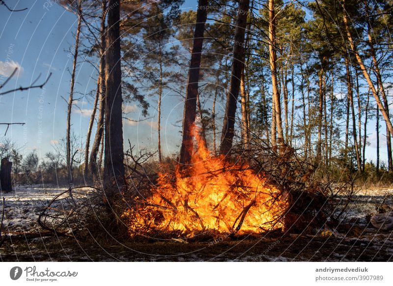 big bonfires or campfire burning in the winter forest on sunny day. Fire in nature. wood flame fireplace tourism blaze protect landscape smoke firewood cold