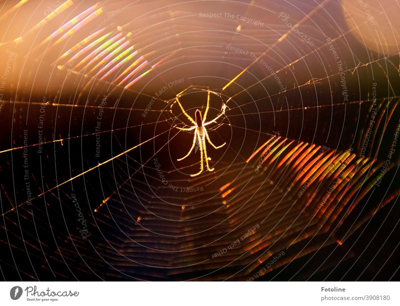 8 legs can also look nice - or a spider hangs in the middle of its web while the sun sinks in the background Spider Macro (Extreme close-up) Close-up Net