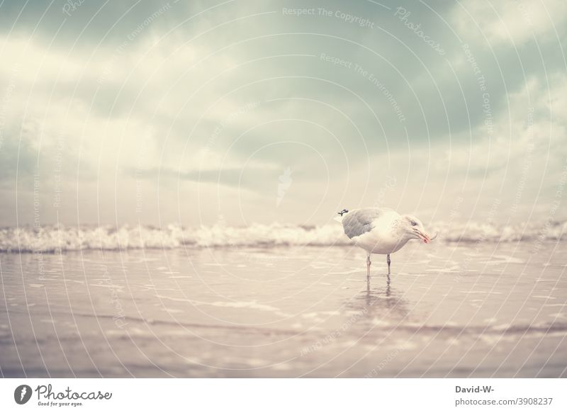 Seagull with fish in beak at the sea Fish Beak To feed Snapshot North Sea Baltic Sea Water Bird coast