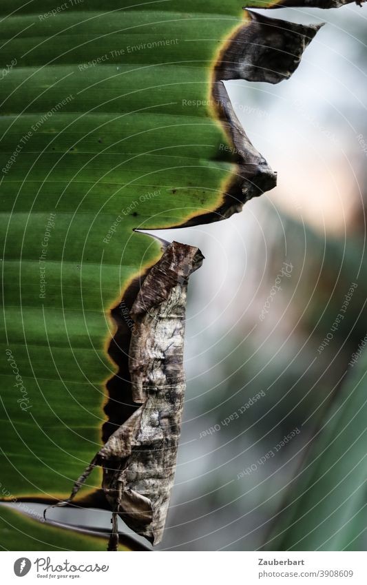 Withered edge of a palm leaf in profile Palm tree Leaf tropics Profile Nature Plant Close-up Detail