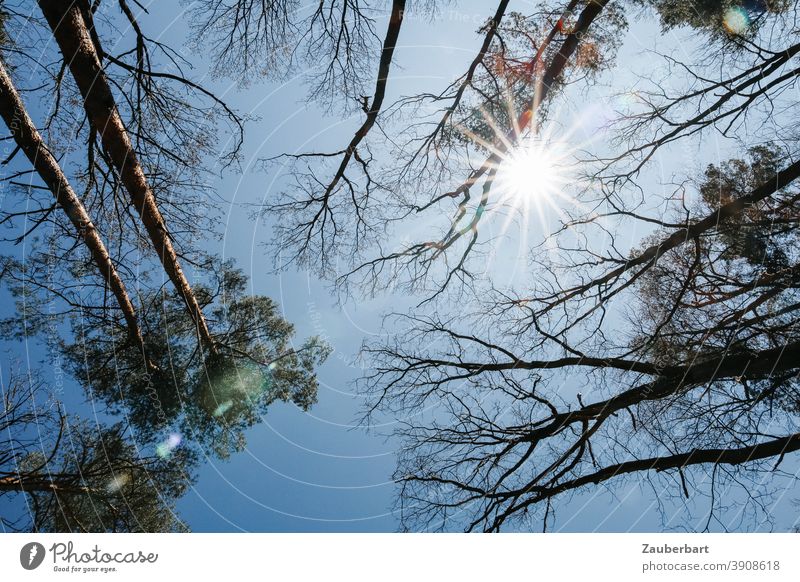 Barren treetops against blue sky with sun star Tree Treetops Sun Sky Autumn Winter Brilliant Stars Blue Beautiful weather Star (Symbol)