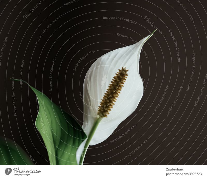 White monocot (Spathiphyllum) backlit against black background Monocle Back-light Leaf Blossom Delicate daintily striking Plant Close-up Leaf vane Peace Lily