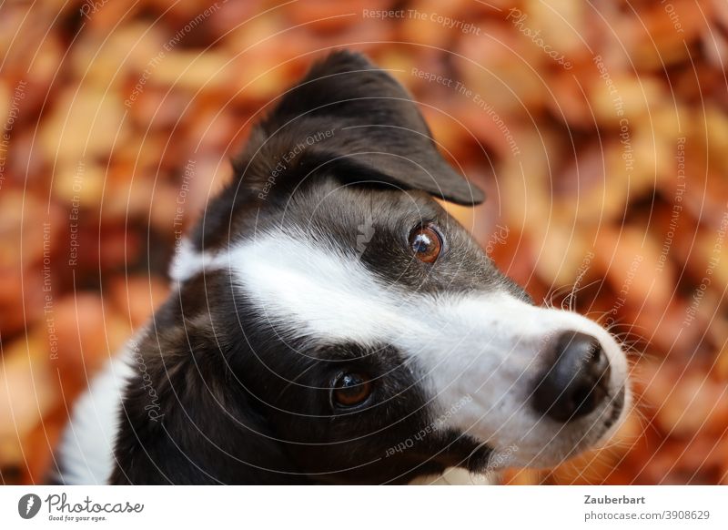 Dog look, head of a dog with black and white fur Looking Puppydog eyes Black White black-white Dog's snout cute faithful Pet Animal Animal face Dog's head Snout