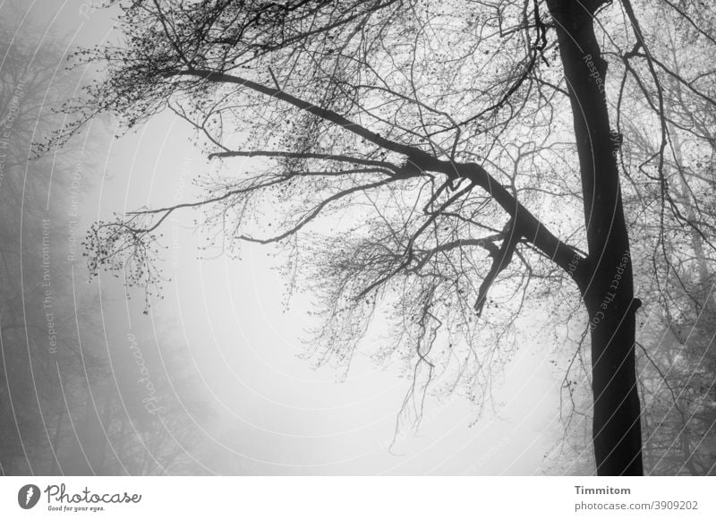 Cloud forest - it is slowly getting brighter Fog Forest Tree branches Bleak Nature Autumn Winter Deserted Cold Environment Shroud of fog Black & white photo