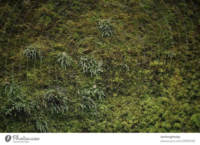 Mosses, lichens and ferns on a wall near a river mosses Lichen Wall (building) greening ecology Environment Nature Facade Green facade Ur Ethnic Soft Ground