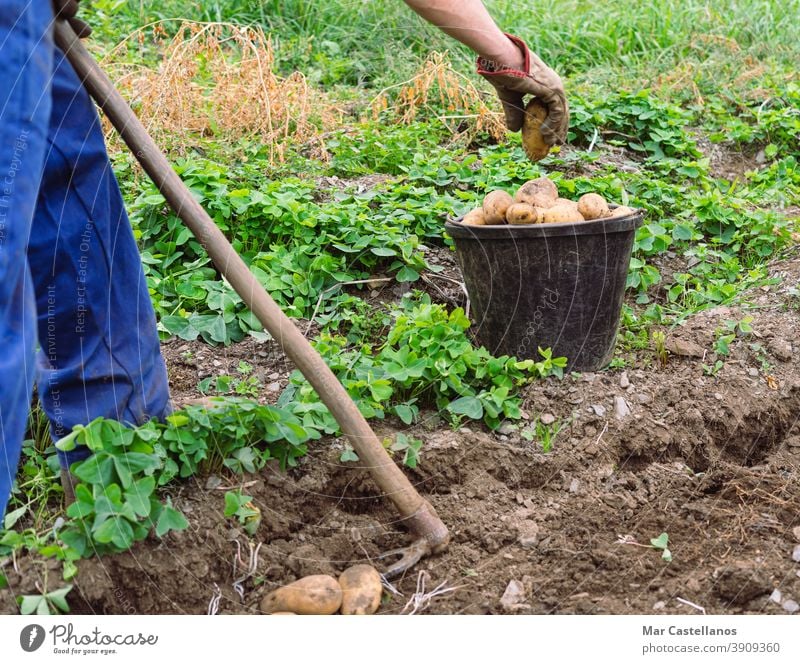 Man harvesting potatoes by hand. Agriculture. man collect take out basket rural land farm tuber food ingredients people organic sustainable pile hands picking