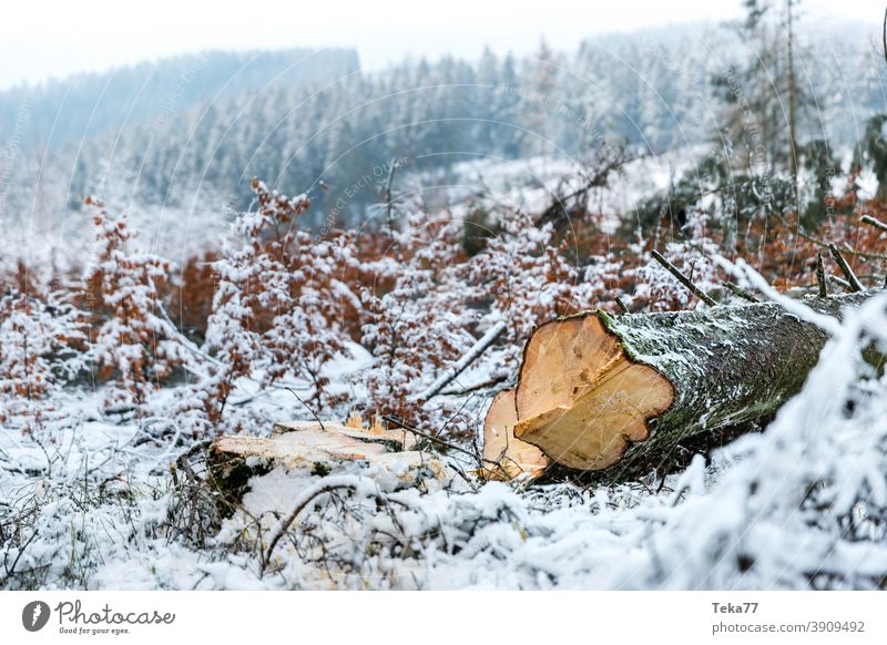 The felled winter tree Winter Tree Frost Winter forest Snow Ice Bark-beetle