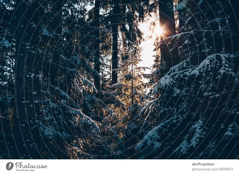 Snow-covered coniferous trees with sun in the Harz Mountains II Joerg farys National Park nature conservation Lower Saxony Winter Experiencing nature