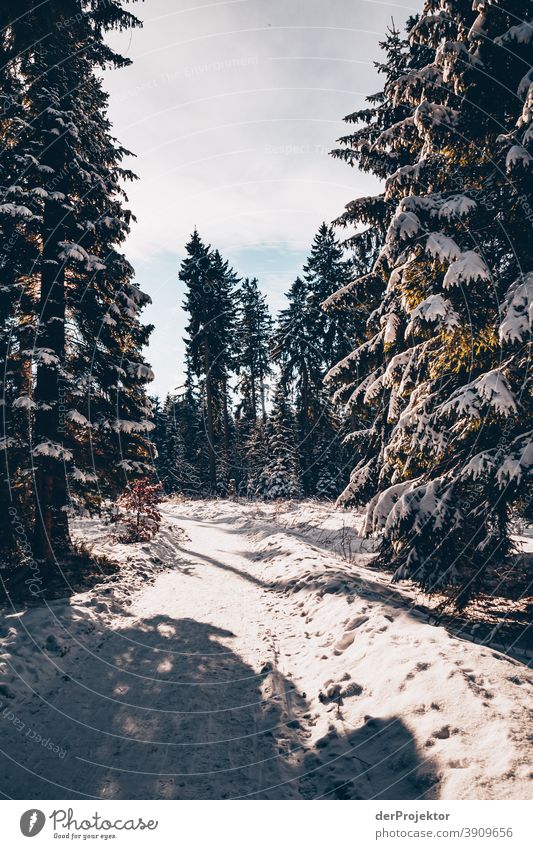 Snow-covered coniferous trees with sun in the Harz III Joerg farys National Park nature conservation Lower Saxony Winter Experiencing nature Nature reserve