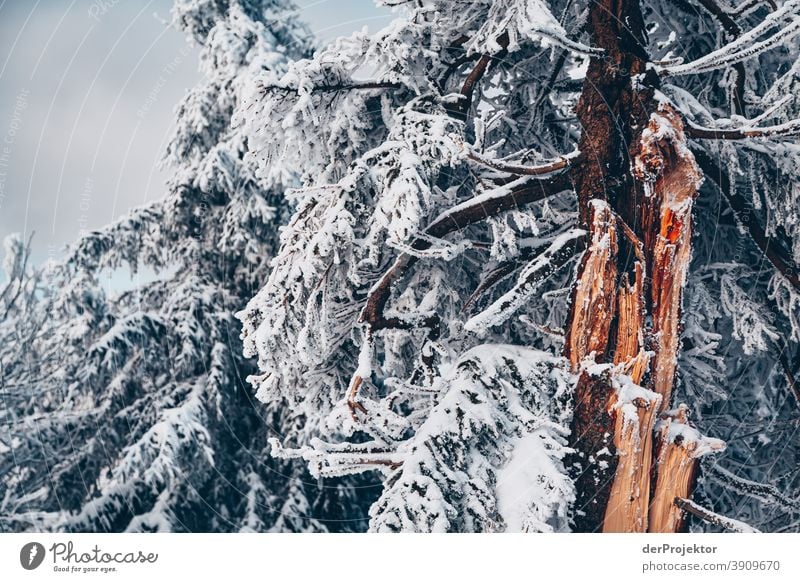 Snow-covered conifers in the Harz Mountains Joerg farys National Park nature conservation Lower Saxony Winter Experiencing nature Nature reserve