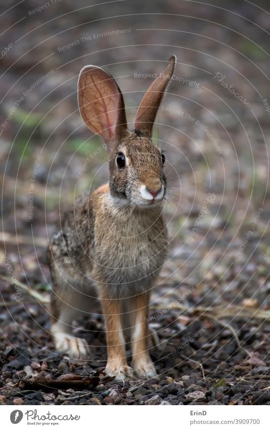 Young Antelope Jackrabbit Wild Bunny Looking at Camera Close Up antelope jackrabbit lepis alleni bunny desert animal wildlife Arizona nature ears hare largest