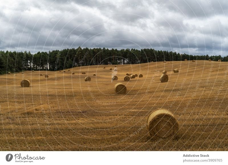 Haystacks in dry field in village haystack dried scenery countryside rural scotland united kingdom uk nature sky autumn meadow season scenic landscape harmony