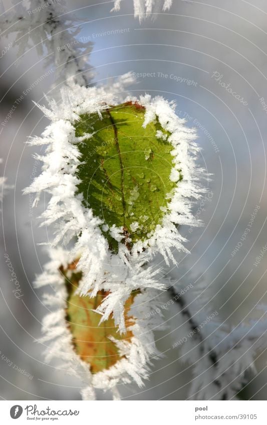 Leaf in hoarfrost Hoar frost Cold Winter Green Frozen Tree Snowscape Crystal structure Frost Ice Macro (Extreme close-up) Nature