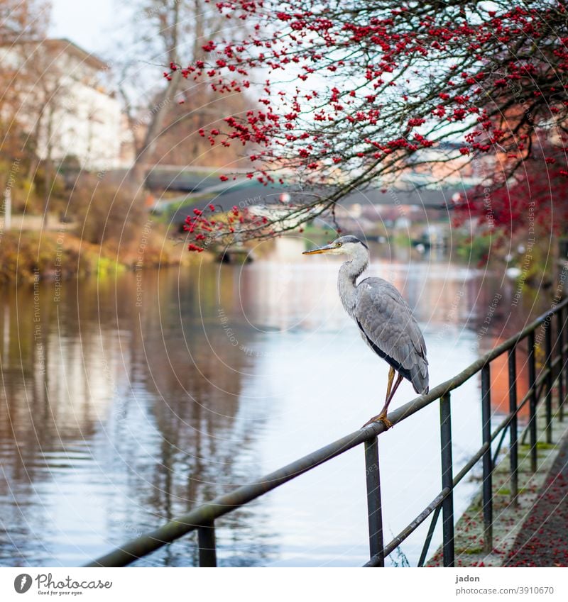 mr. reiher, stand by. Bird Heron Grey heron Animal 1 Exterior shot Deserted Wild animal Animal portrait Nature Animalistic Elegant naturally Environment Stand